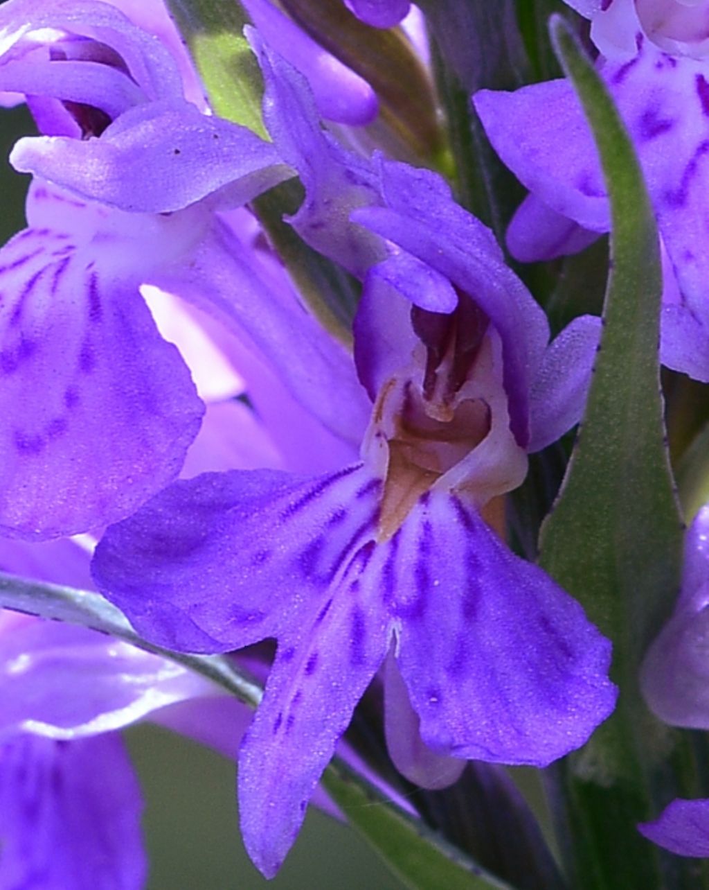 Dactylorhiza maculata subsp. fuchsii